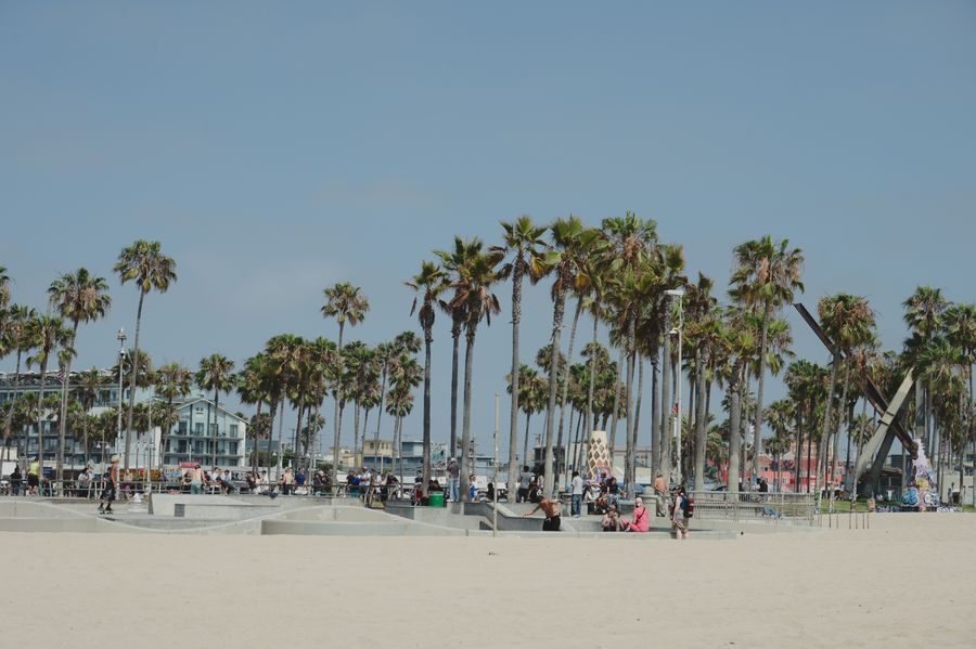 Palm trees on Venice Beach