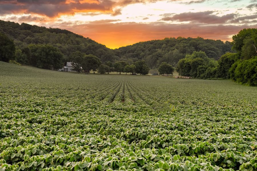 Soy field at sunset