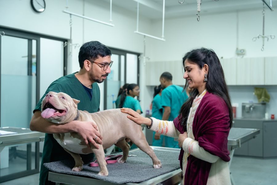 Equipa da clínica com um cão na marquesa