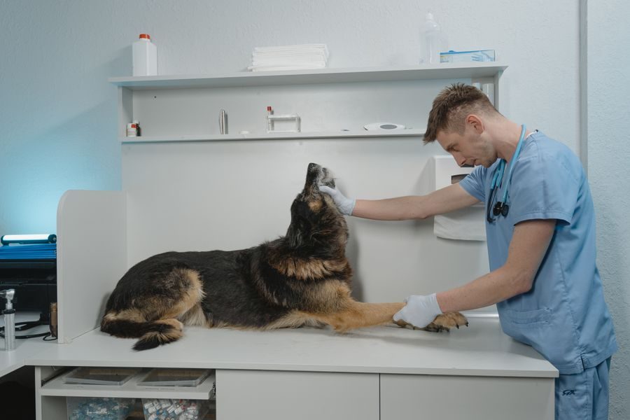 Veterinário a examinar um cão na marquesa